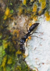 Pachycondyla crassinoda