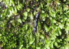 Pachycondyla crassinoda