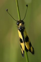 Libelloides macaronius