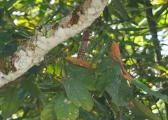 Campylorhynchus turdinus