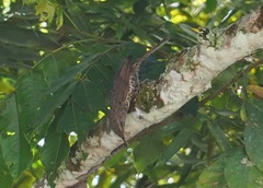 Campylorhynchus turdinus