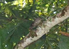 Campylorhynchus turdinus