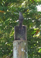 Campylorhynchus turdinus