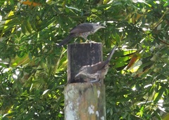 Campylorhynchus turdinus