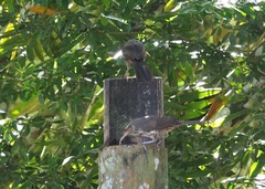 Campylorhynchus turdinus