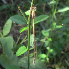 Lestes pallidus