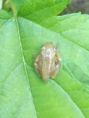 Zhangixalus taipeianus