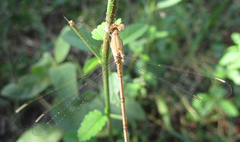 Lestes pallidus