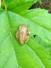 Zhangixalus taipeianus