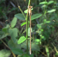 Lestes pallidus