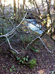 Rhododendron occidentale