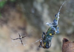 Argiope argentata