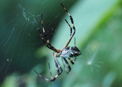 Argiope argentata