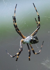 Argiope argentata