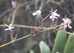 Epidendrum blepharistes