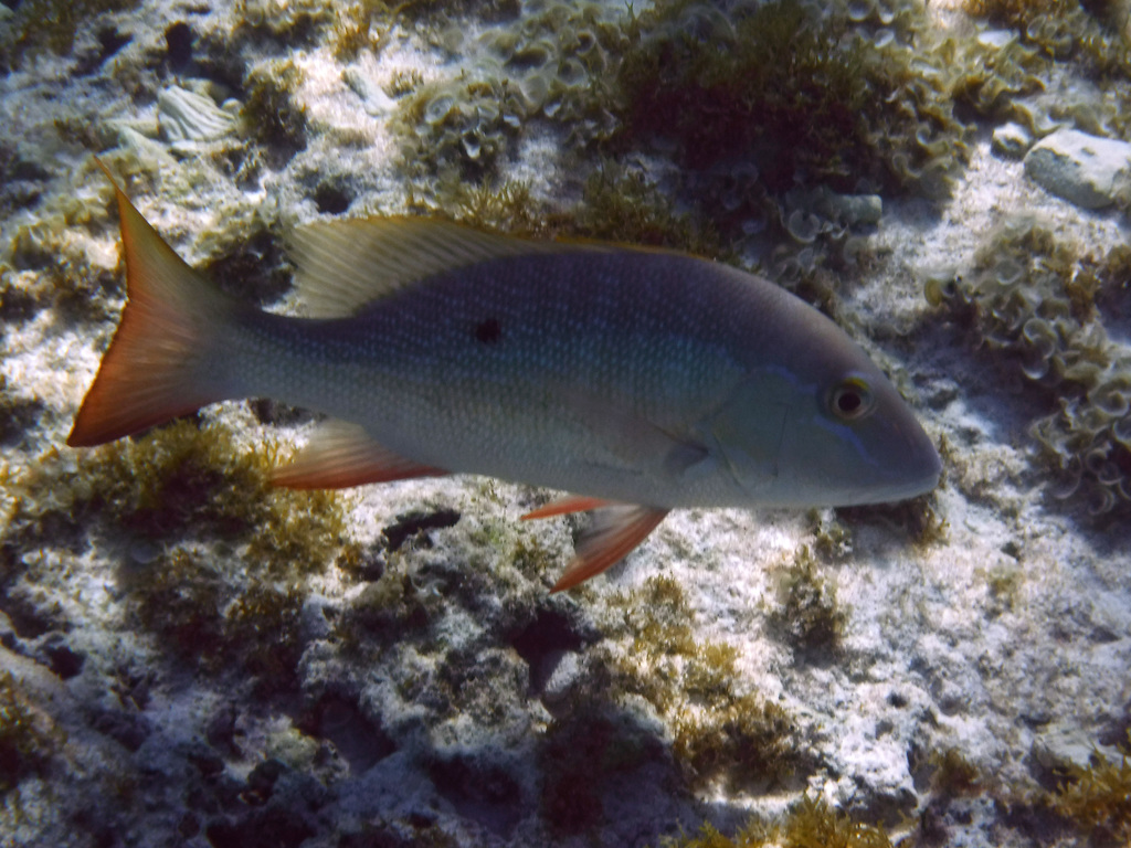 Foto de Pargo criollo (Lutjanus analis)