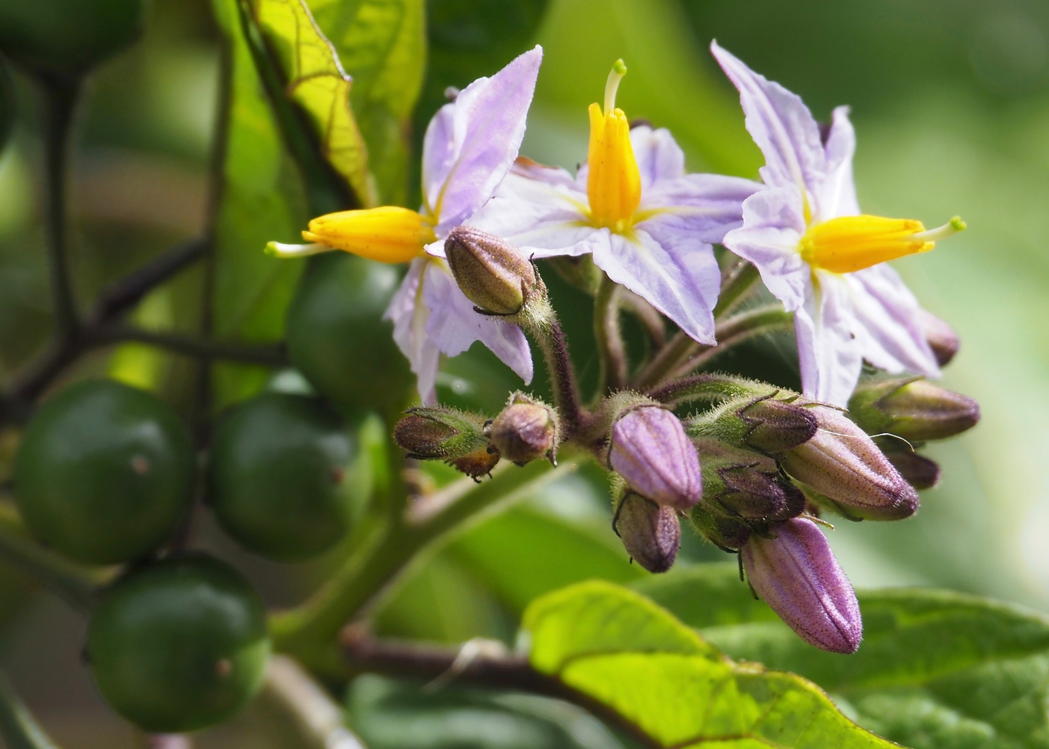 Solanum saponaceum