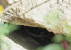 Liolaemus walkeri