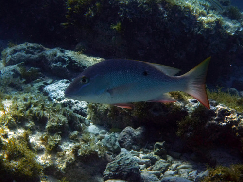Foto de Pargo criollo (Lutjanus analis)