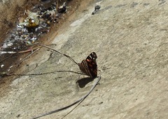 Vanessa altissima