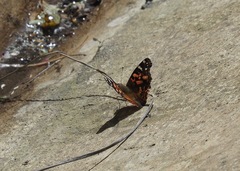 Vanessa altissima