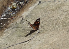 Vanessa altissima