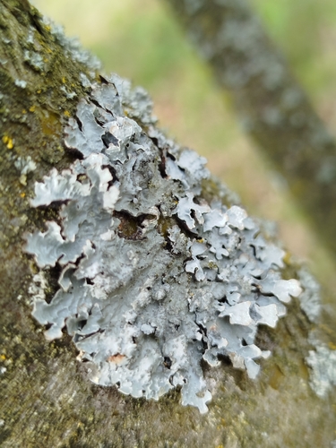 Netted shield lichen