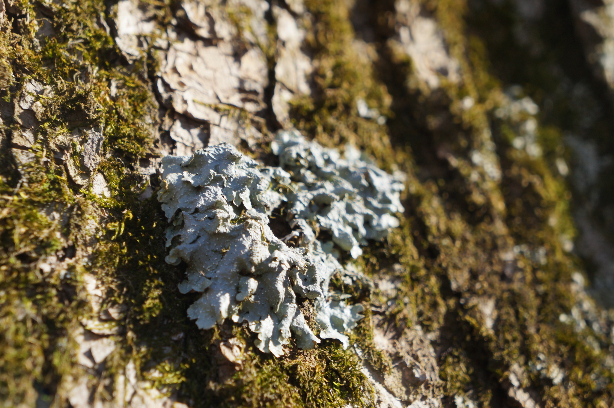 Parmeliaceae image