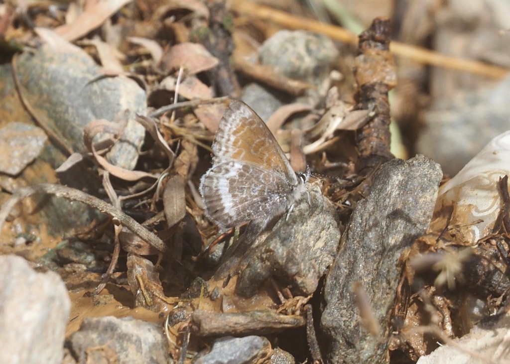 Leptotes callanga