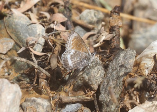 Leptotes callanga