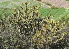 Austrocylindropuntia subulata