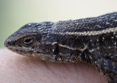 Liolaemus walkeri