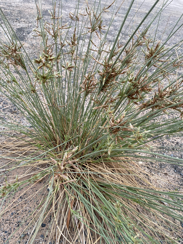 Cyperus conglomeratus observed 2026-04-24