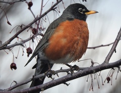 Turdus migratorius migratorius