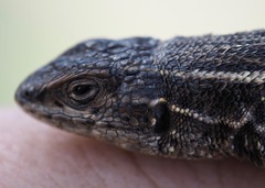 Liolaemus walkeri