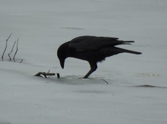 Corvus brachyrhynchos brachyrhynchos