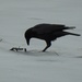 Eastern Crow - Photo (c) Matthew Thompson, some rights reserved (CC BY-NC), uploaded by Matthew Thompson