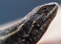 Liolaemus walkeri