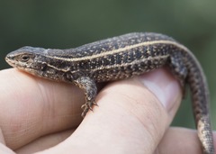 Liolaemus walkeri