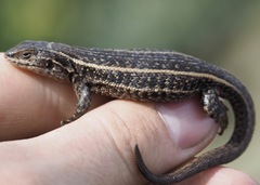 Liolaemus walkeri