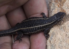 Liolaemus walkeri