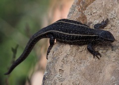 Liolaemus walkeri