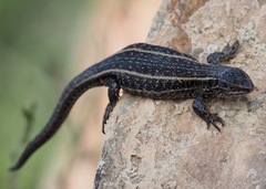 Liolaemus walkeri
