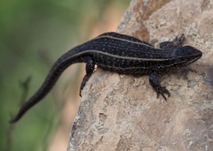 Liolaemus walkeri