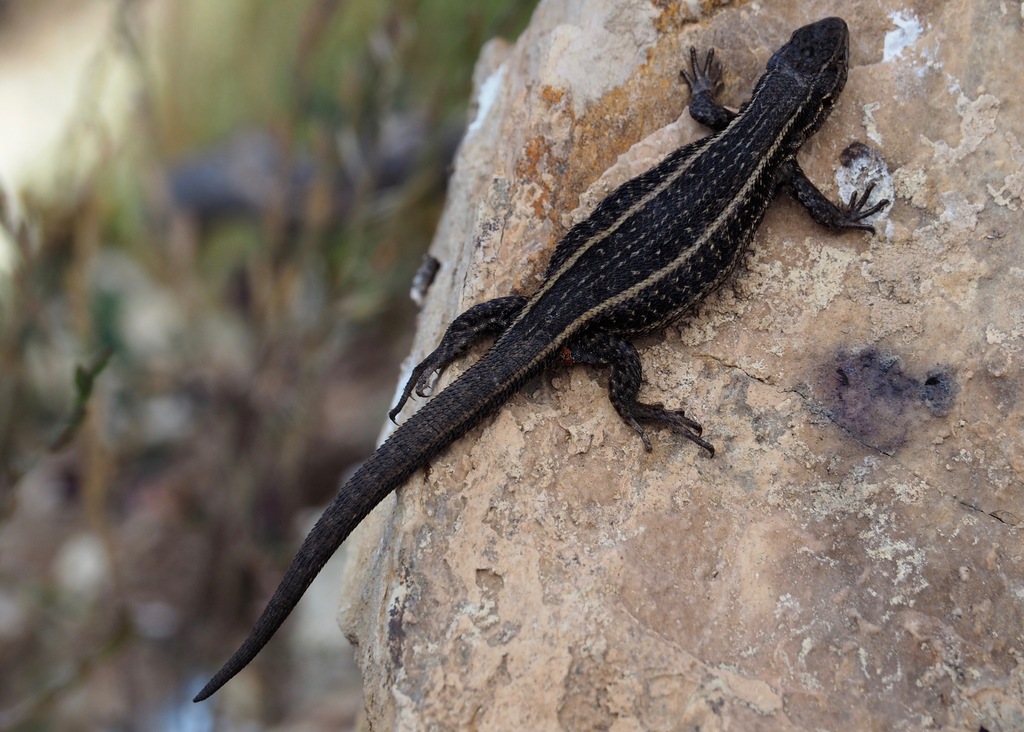 Walker's Tree Iguana