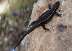 Liolaemus walkeri