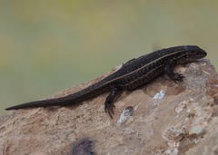 Liolaemus walkeri