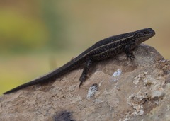 Liolaemus walkeri