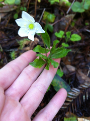 Anemonoides quinquefolia