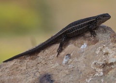 Liolaemus walkeri